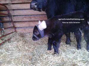 Calf with ear warmers by cow