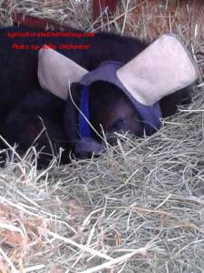 Sleeping calf with ear warmers
