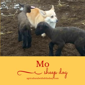 Mo and lambs