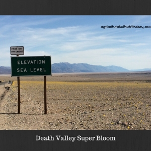 Death AValley Super Bloom